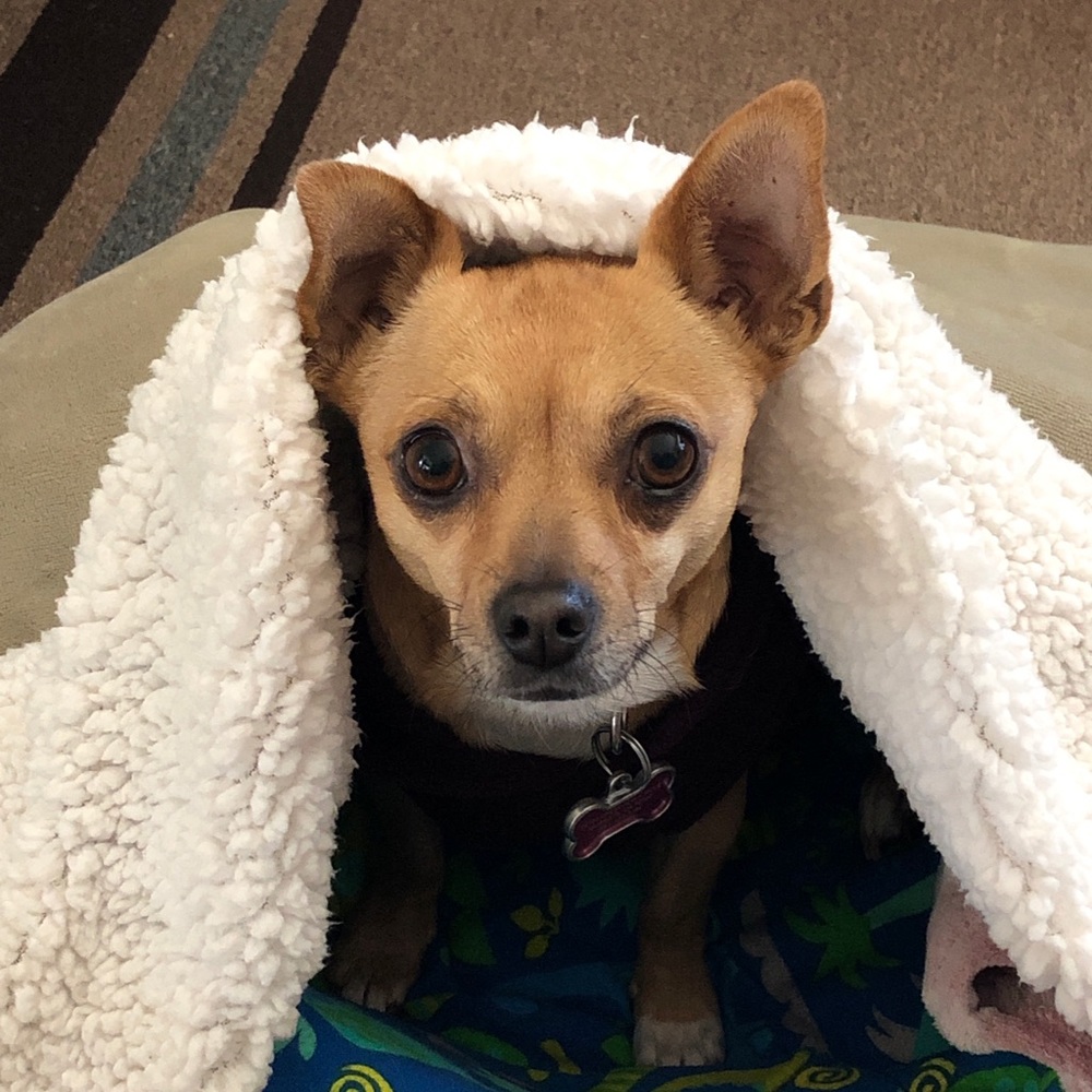 Meet your Posher, Emma